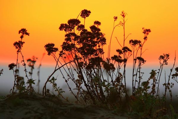 Harmony Headlands State Park