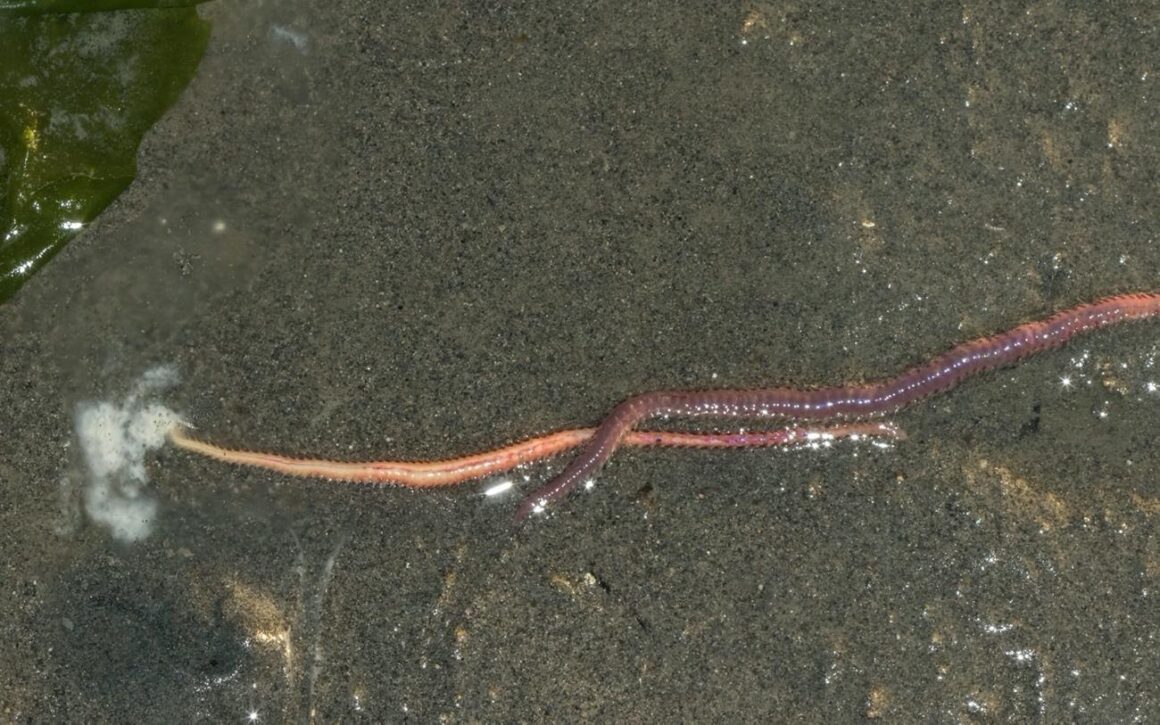 Bristle Worms, Central Coast State Parks Association