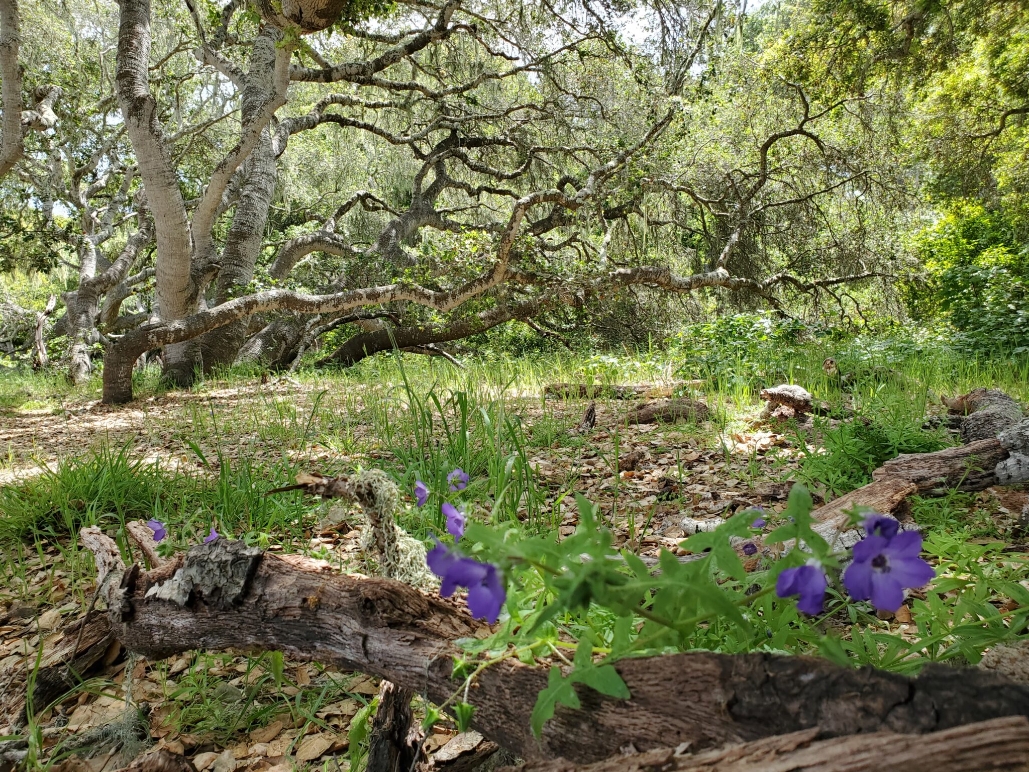 The Forest Bath - Central Coast State Parks Association | CCSPA